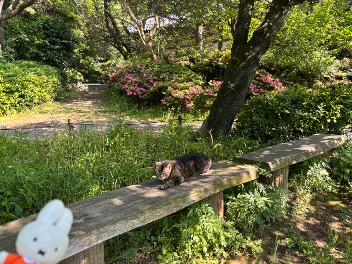 tohoho4431's tweet photo. ミフィ子とネコちゃん https://t.co/PLQIWXuFac