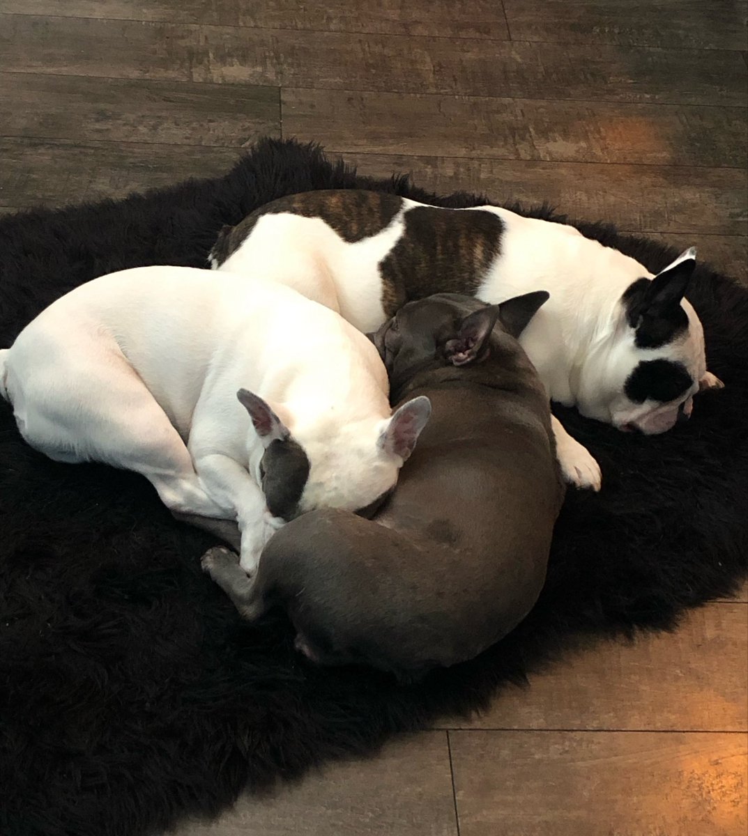CanadianGirlee's tweet photo. Pausing for cute puppy alert 🚨 🐾
#FrenchBulldogs #LoveBug
#Nitro #Zero #KikaRoo #Frenchies #NotABreeder https://t.co/slM9TNXONO