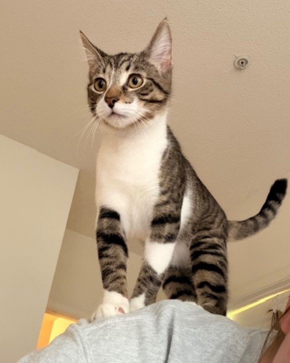 Humane Society of Charlotte tweet media