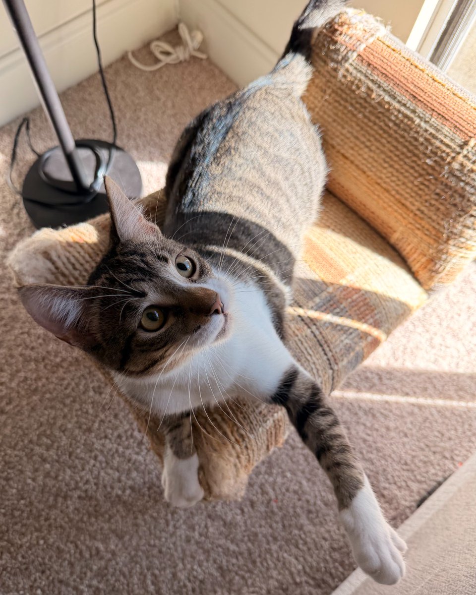 Humane Society of Charlotte tweet media