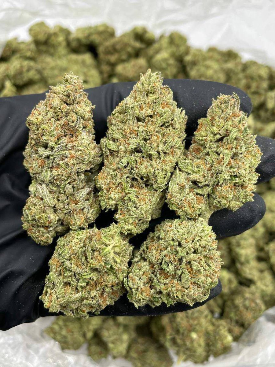 sincity seeds tweet media