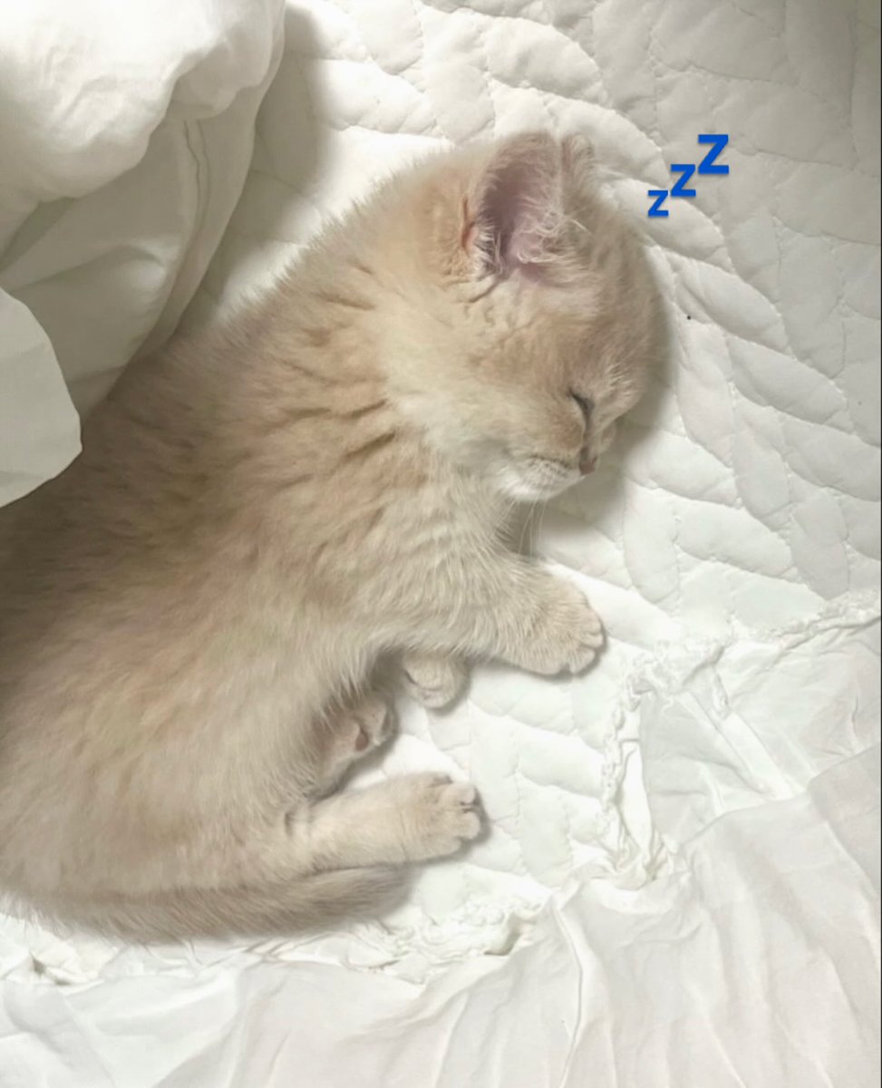 Jeyal 🐈 ᴹᴸᴹ tweet media