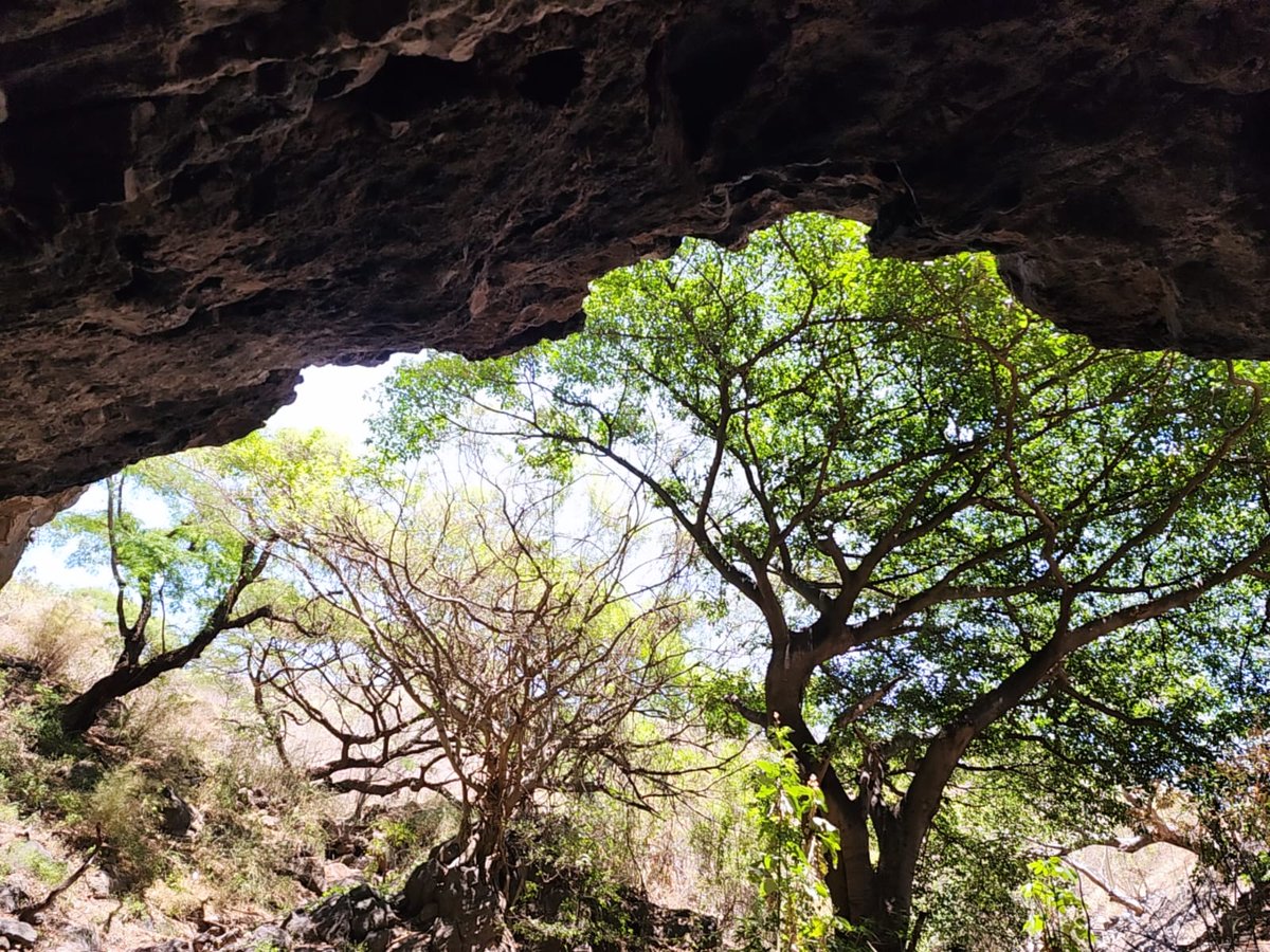 Cañones en México AC 🇲🇽 tweet media