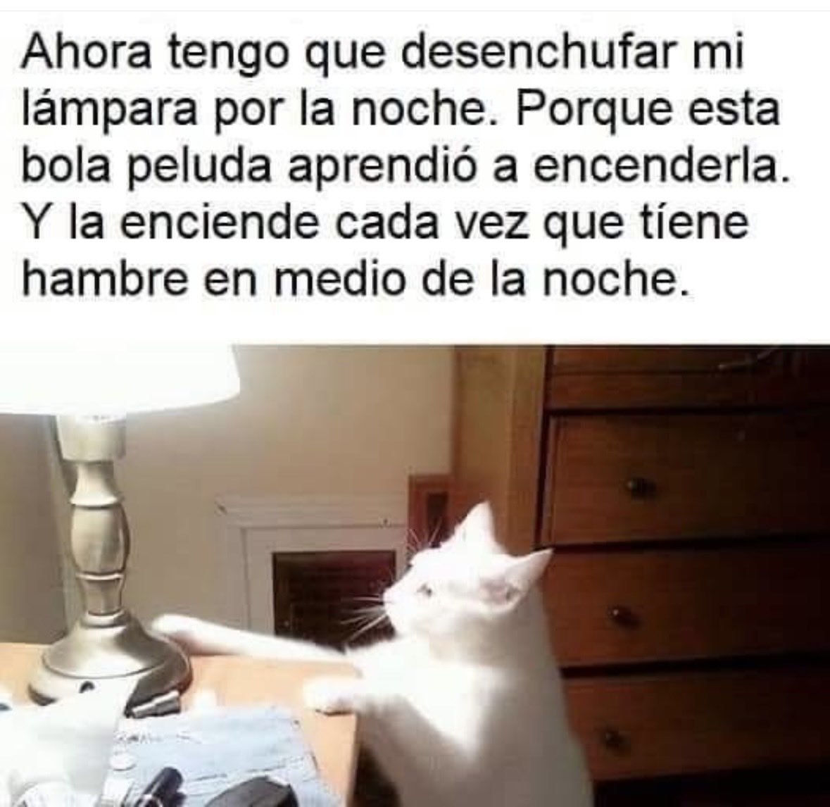 Bella tweet media