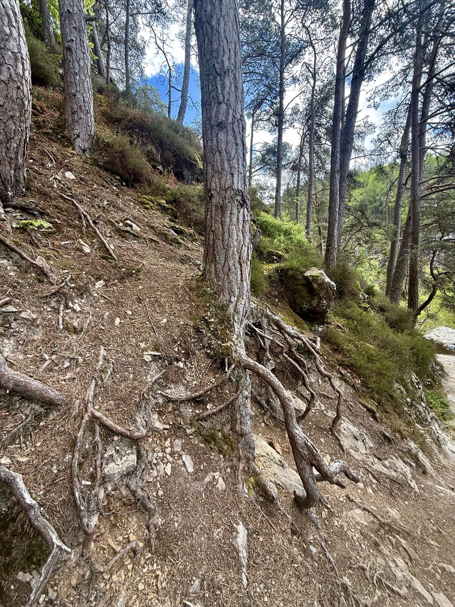 kilted_guide's tweet photo. These trees at the #fallsoffoyers look like they’re just hanging on! #tourguide #britainsbestguides https://t.co/hatT8GfycM