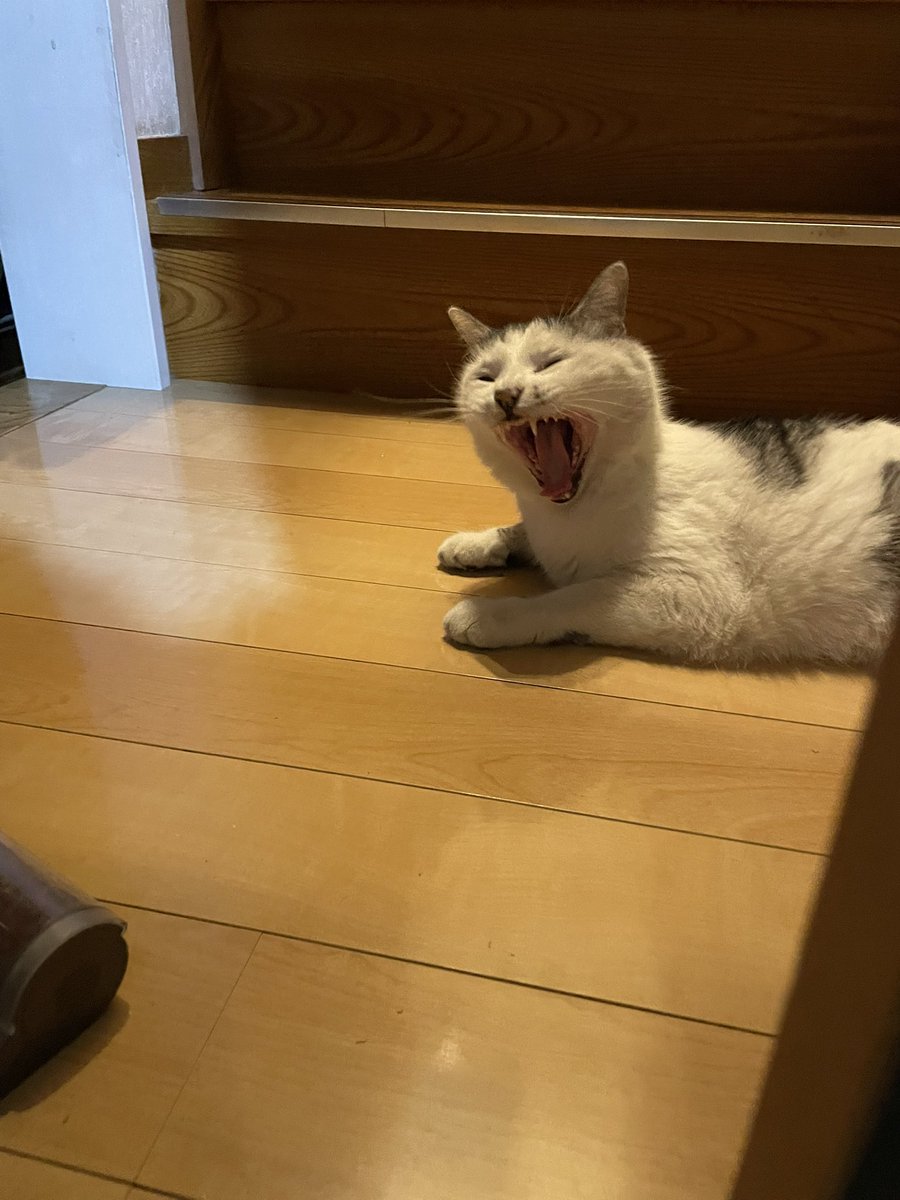 あほねこ Post by ZAP MTD on X: あくび