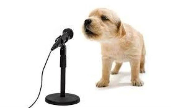 Renee🦴🐶 tweet media