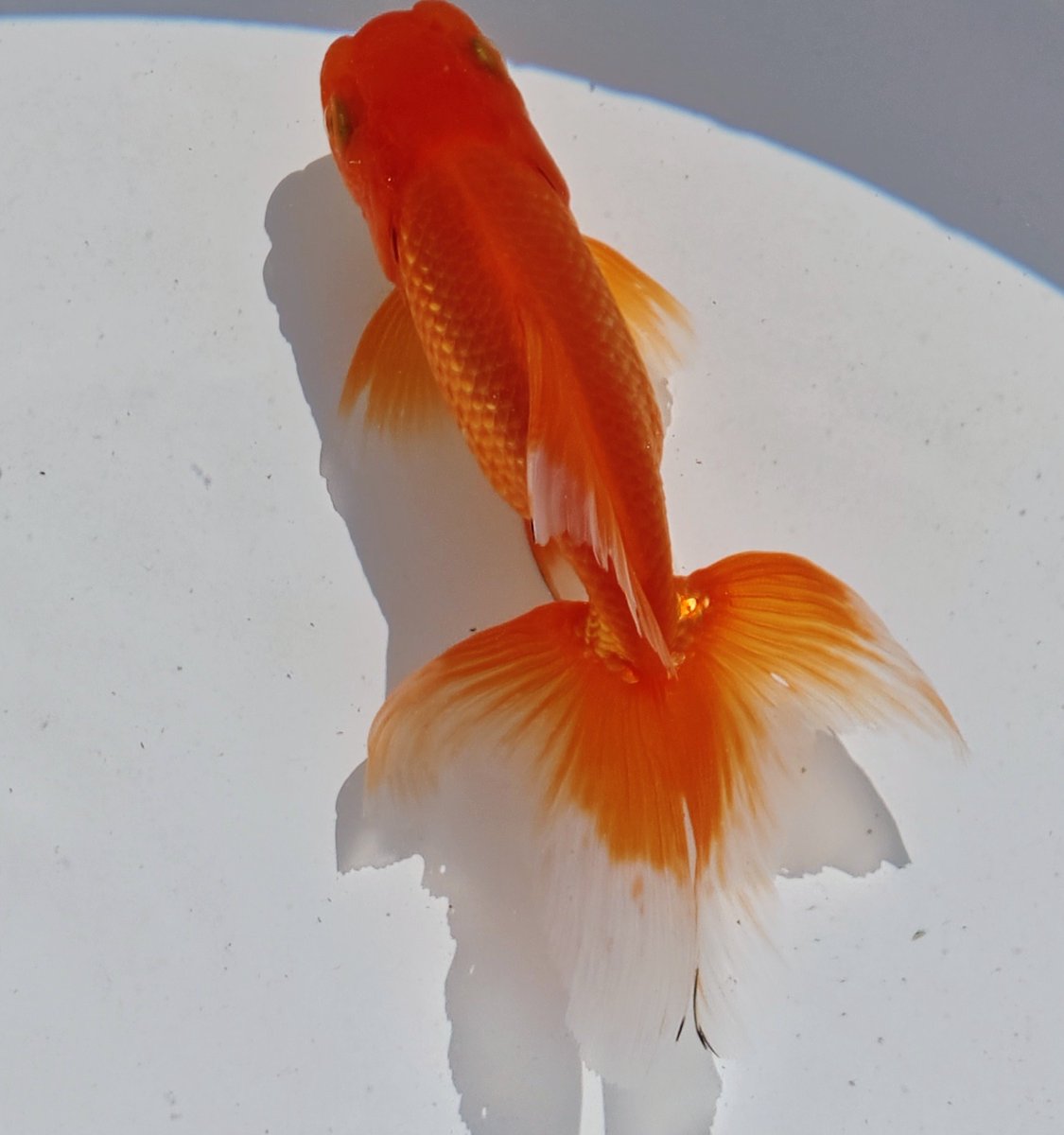 kn303281's tweet photo. 稚魚がどんどん大きくなって舟を割っていかないとだめなのに、２歳がたくさん残りすぎて空いた舟が少なくなってきました。
ヤフオクに出品する数を増やします。 https://t.co/emQKtTmJNe