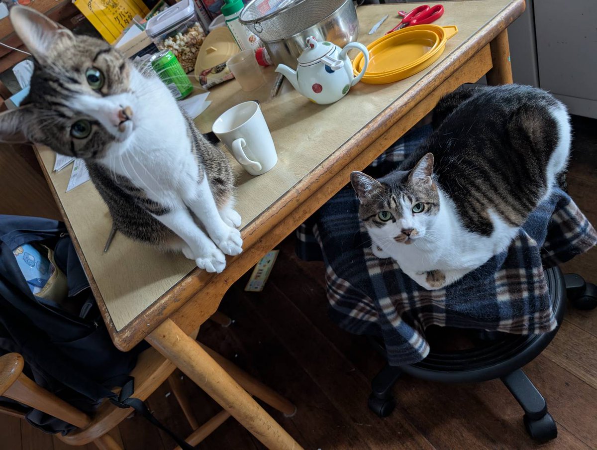 みけねこ