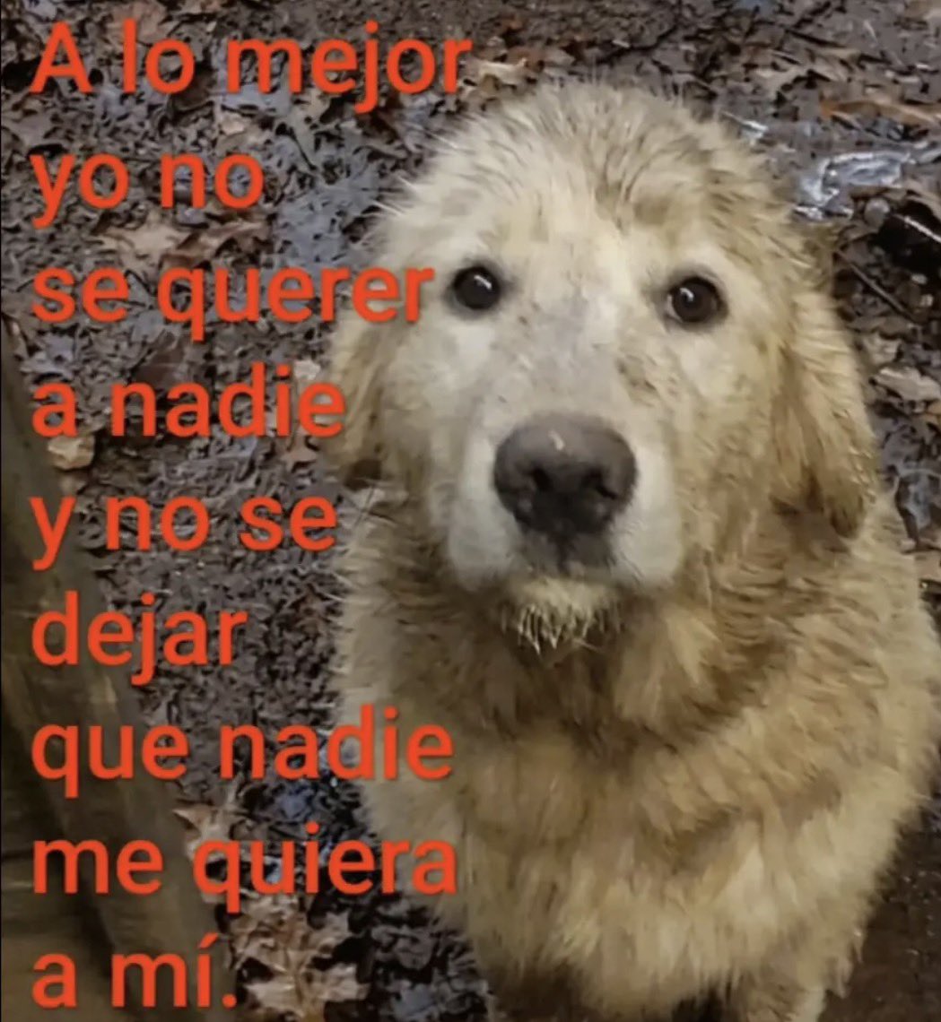 emociones amarillas tweet media