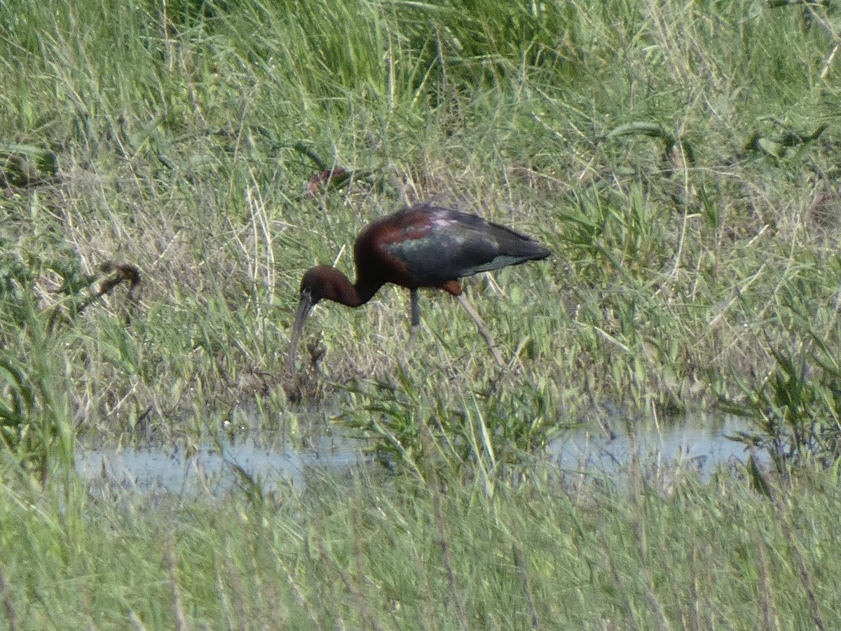 patchworkfemme's tweet photo. GLOSSY IBIS WHAT ARE YOU DOING IN ONTARIO CANADA!!!!!!!!!!!!!!!!!!!! https://t.co/tczO8hnan3