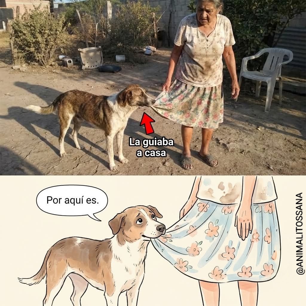 ANIMALITOSSANA's tweet photo. A Doña Rosa se le están borrando los recuerdos por la enfermedad, pero su perro parece entenderlo. 🐕👵🧠
Desde hace seis meses, Bruno no la deja dar un solo paso sola por la casa grande, ayer en la tarde, ella salió al patio de tierra y se quedó parada junto a los arbustos secos mirando al vacío, totalmente desorientada.
El nieto salió a buscarla con el celular en la mano y se encontró con una escena que lo frenó en seco. 🥺
El perro se había acercado despacito, le agarró el borde de la falda de flores con los dientes sin hacerle daño y empezó a jalarla muy suave hacia la puerta trasera.
Doña Rosa reaccionó al tirón despacio, lo acarició en la cabeza y se dejó guiar ciegamente de regreso a la sala de estar. 😂
El médico explicó que los perros huelen el cambio químico del sudor cuando hay confusión mental y actúan por puro instinto de protección de la manada.
A veces ella le cambia el nombre o se olvida de darle su galleta, pero Bruno se acuesta en sus pies todos los días a esperar que se acuerde. ❤️

#perros #amorperruno #doglover #mascotas #historias