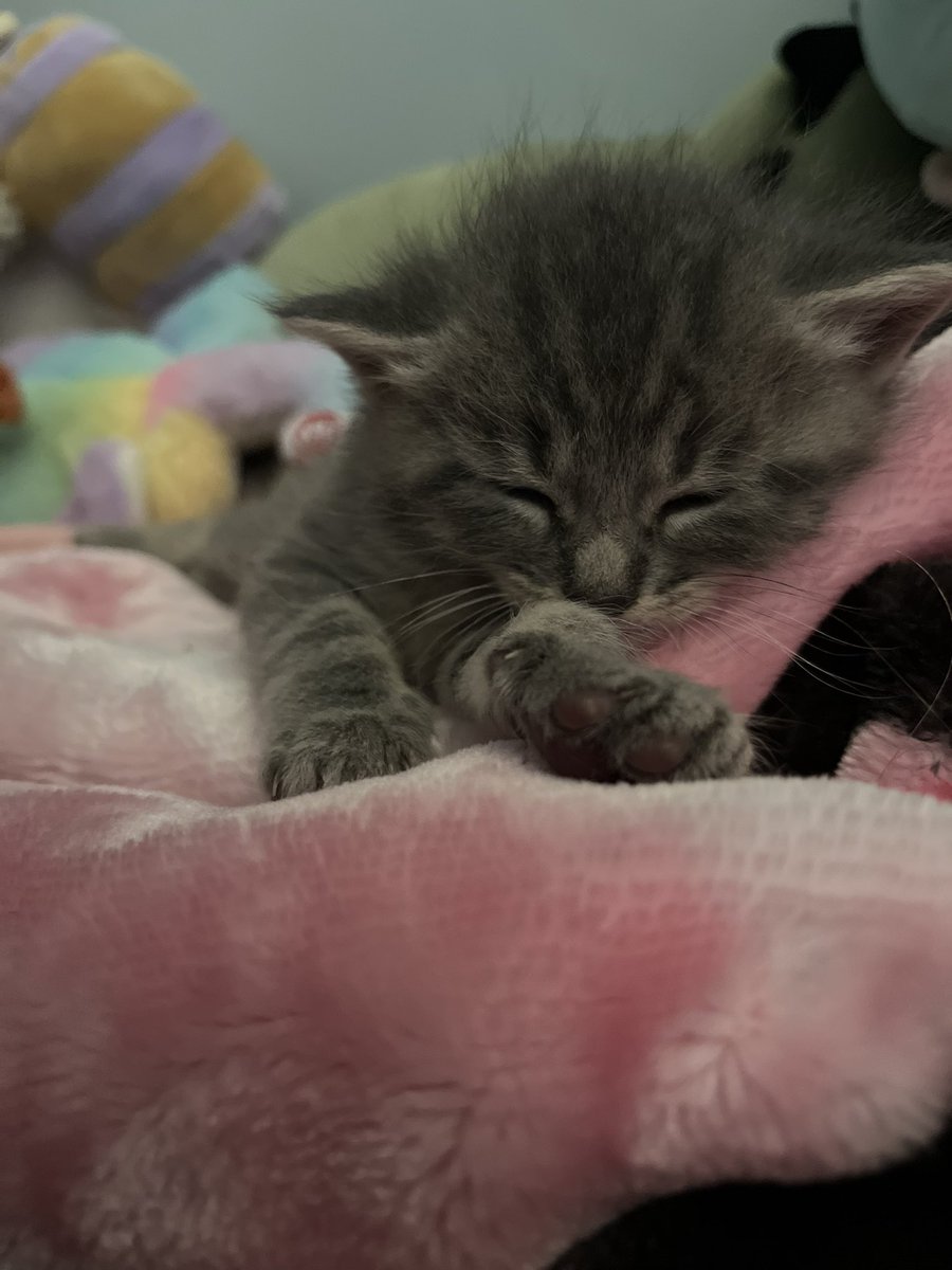 Kyaltterego's tweet photo. My gf just got me a kitten today, MEET JUNO OOMFS!!! https://t.co/SFSLkvFdnL