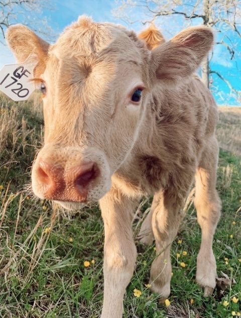 jack wolfe as cows tweet media
