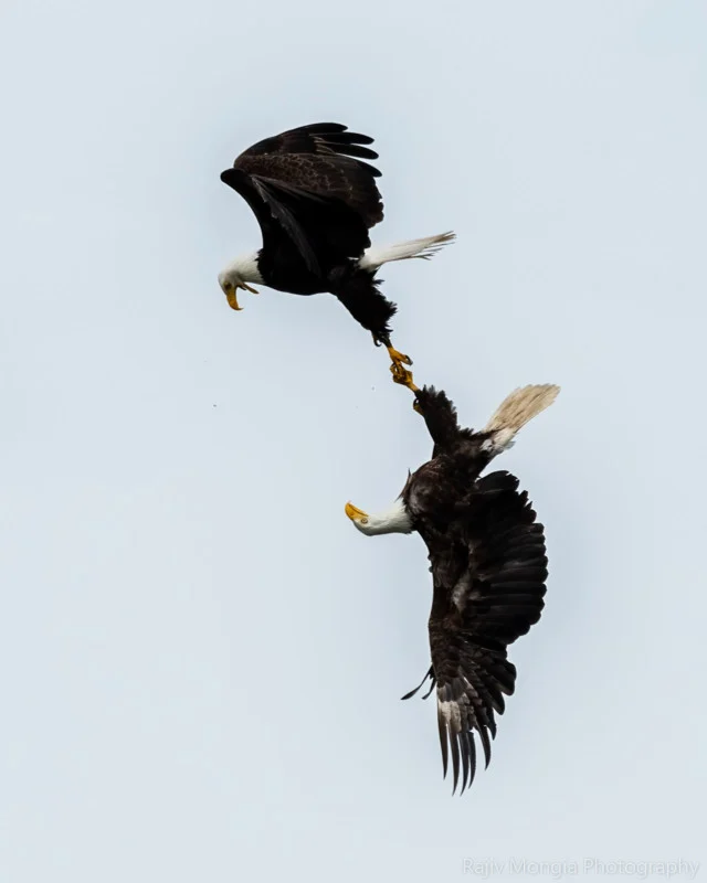 CVak279's tweet photo. @Osinttechnical Common misconception that an F-18 mating ritual is a collision. It's actually how the female tests the male's strength and endurance. You can see her give birth to four little pilots at the end. https://t.co/uhXVgIBtmQ