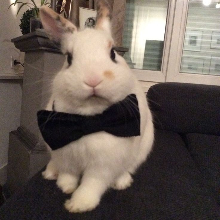bunny wentz daily 🐇 tweet media
