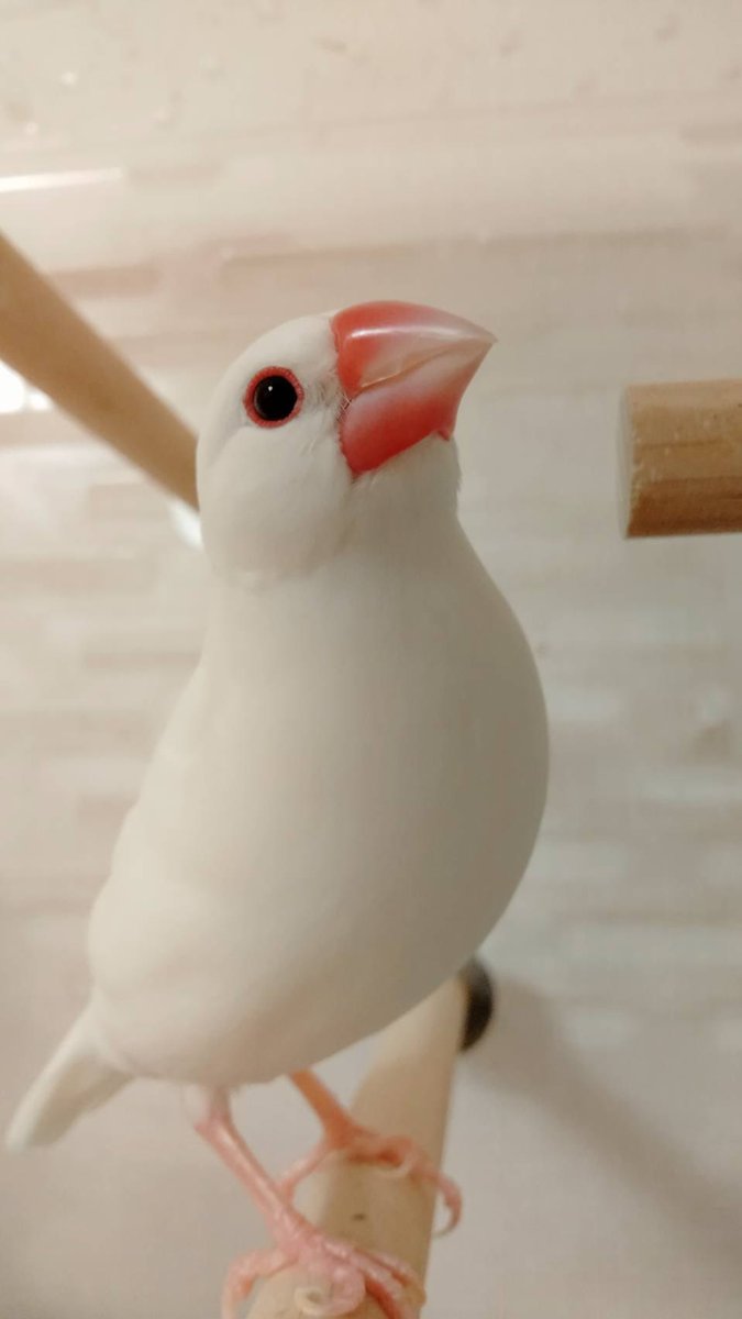 みーむ tweet media