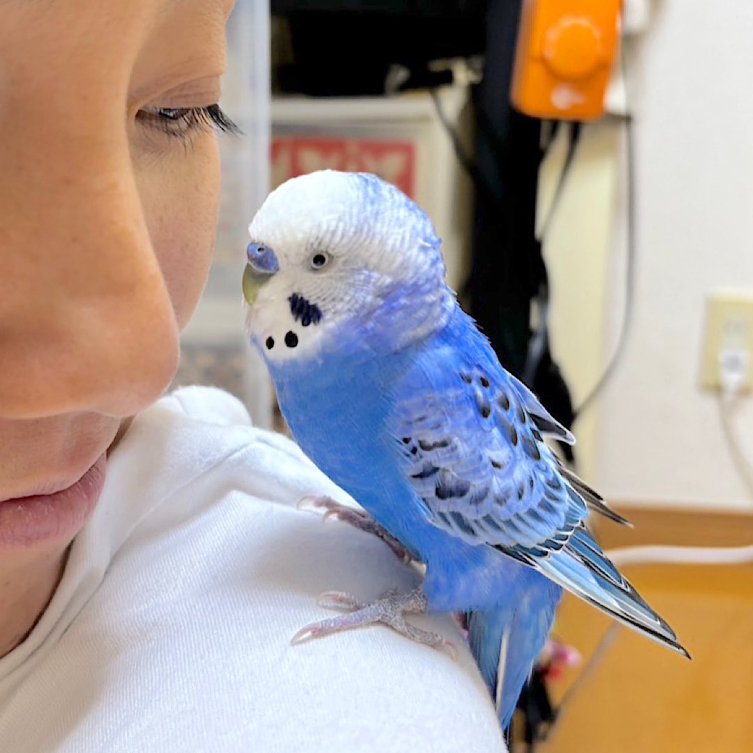 まるけパパ|インコまるけ tweet media