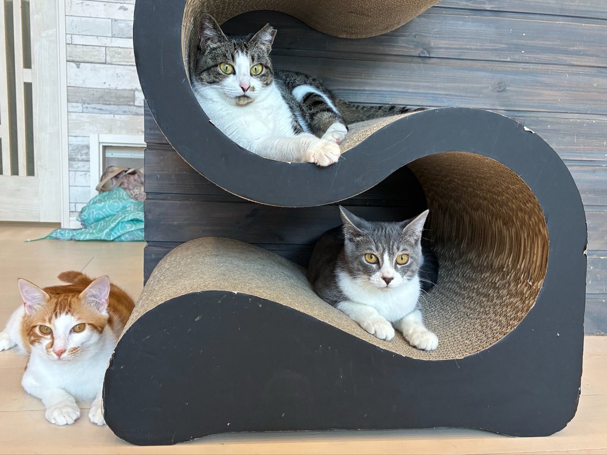 月猫 tweet media