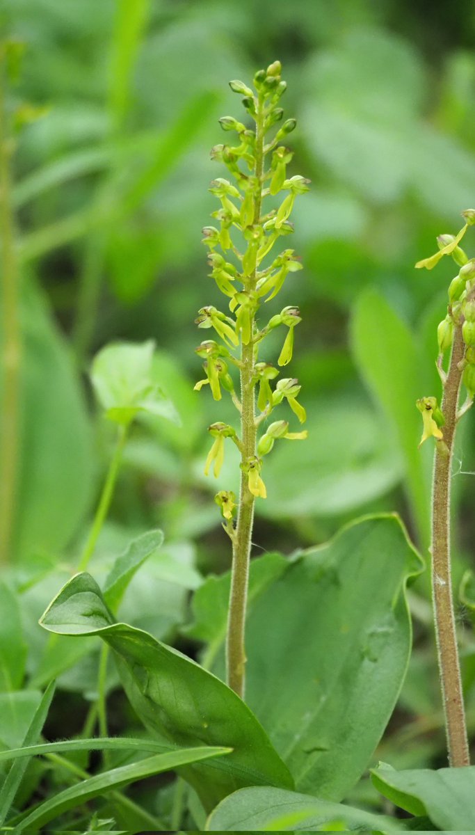 DeniseHarper26's tweet photo. Military orchids and twayblades at Homefield Wood, Bucks this week. @BSBIbotany #wildflowerhour
@BBOWT #nativeorchids https://t.co/UoMG0Q391Y