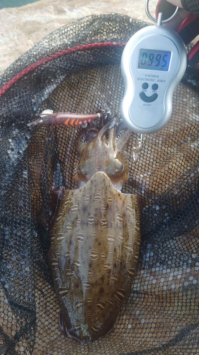 tabrisyama's tweet photo. 久っさびさに朝マヅメ釣行
1杯目、アワセを力みすぎてバラシ😢
途中足元を500グラム位のアオリが横切りも興味持ってもらえず😑
今回はブシャー喰らうことも無く無事にキャッチできました🤤
5:00〜6:00の楽しい一時でした✨ https://t.co/OQYaehhwPK