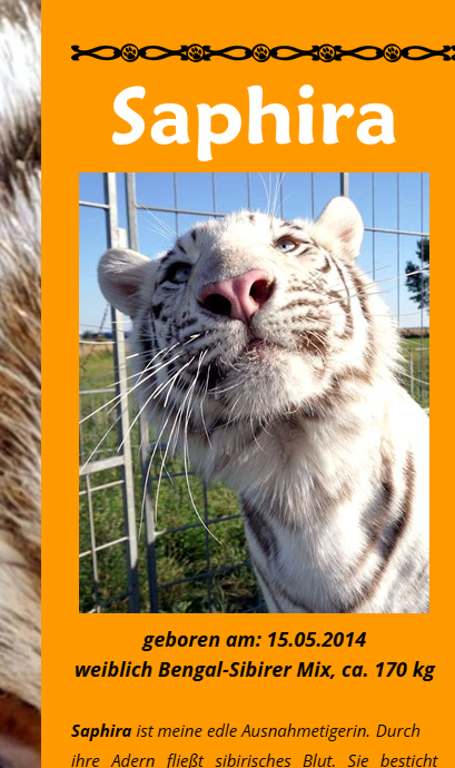 stellarbased's tweet photo. $Saphira
5zgBsccDeLRrZV3HwDEVyW9zQAHAMjQYFi1eLXR3pump

I initially thought it was Sandokan, but after stumbling across footage below and taking a closer look at the tiger’s coloration, it appears to have a strong white tone, which would make Saphira the only tiger matching that description. I don't want to post the picture, but you can see for yourself in the video.

https://t.co/z9weZ6rSyt

https://t.co/yuS2ZbKAW0

https://t.co/ub3IwMd7Ul