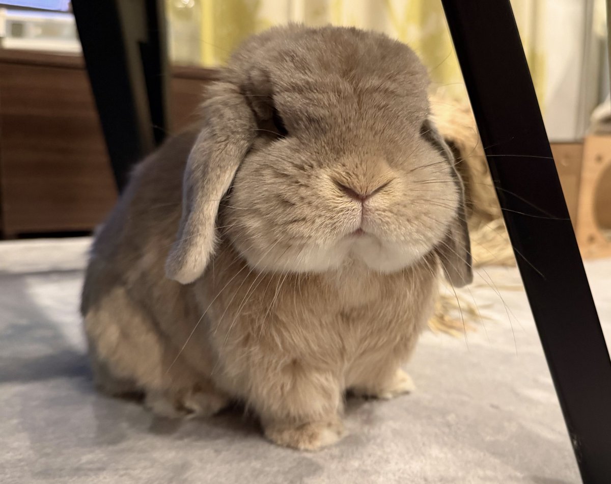 昨日の夜の、かまって欲しいうさちゃん🐰 昨日の夜の、かまって欲しいうさちゃん🐰