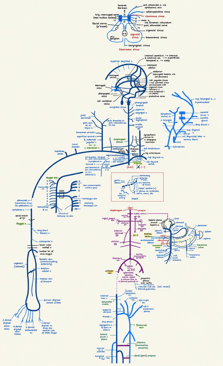 OGdukeneurosurg's tweet photo. Vein anatomy https://t.co/hHW5jGt5SL