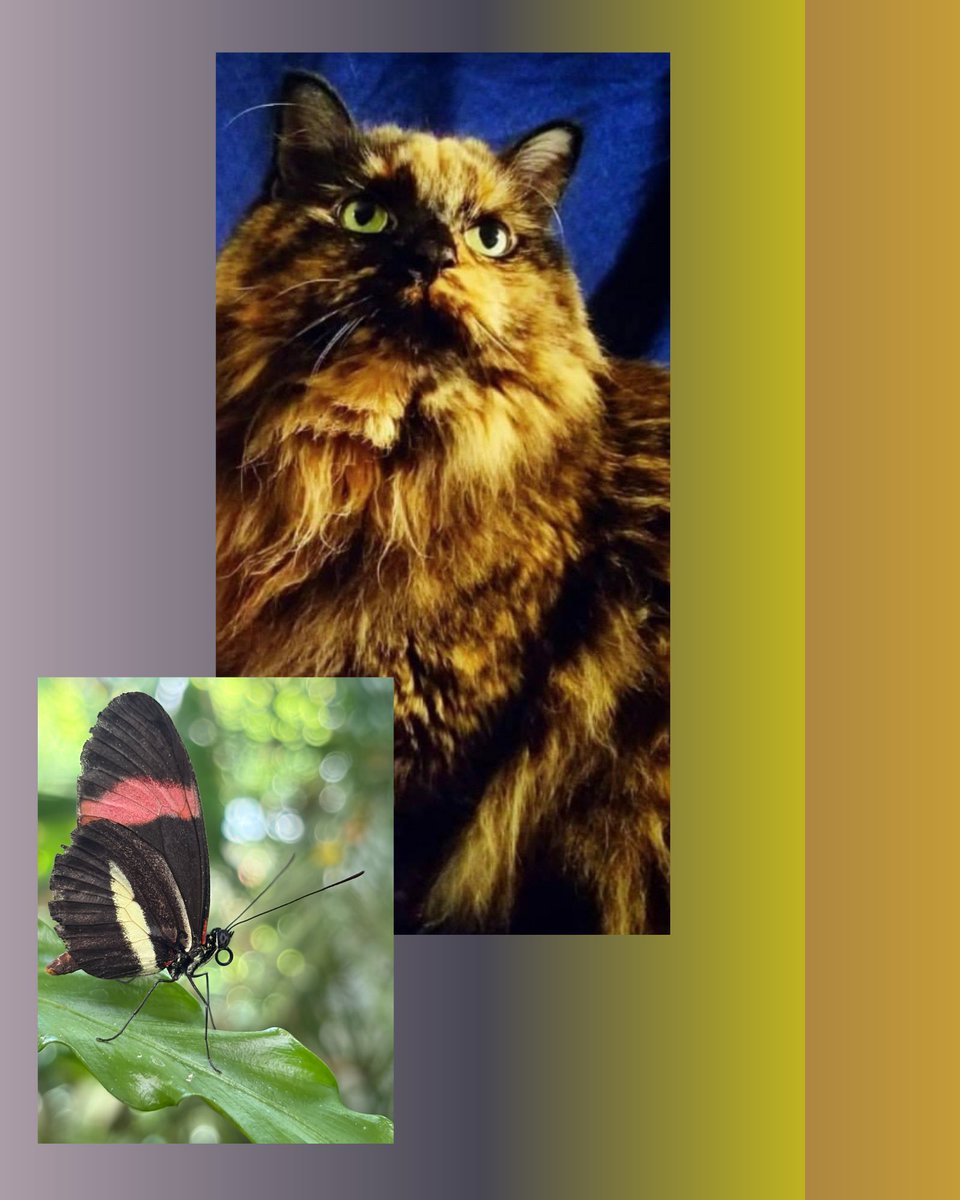 hazelfluffy's tweet photo. Cats and butterflies in the springtime air, Provide me a paw if you see me there. 🐾🦋 https://t.co/jM6HRBnmVu