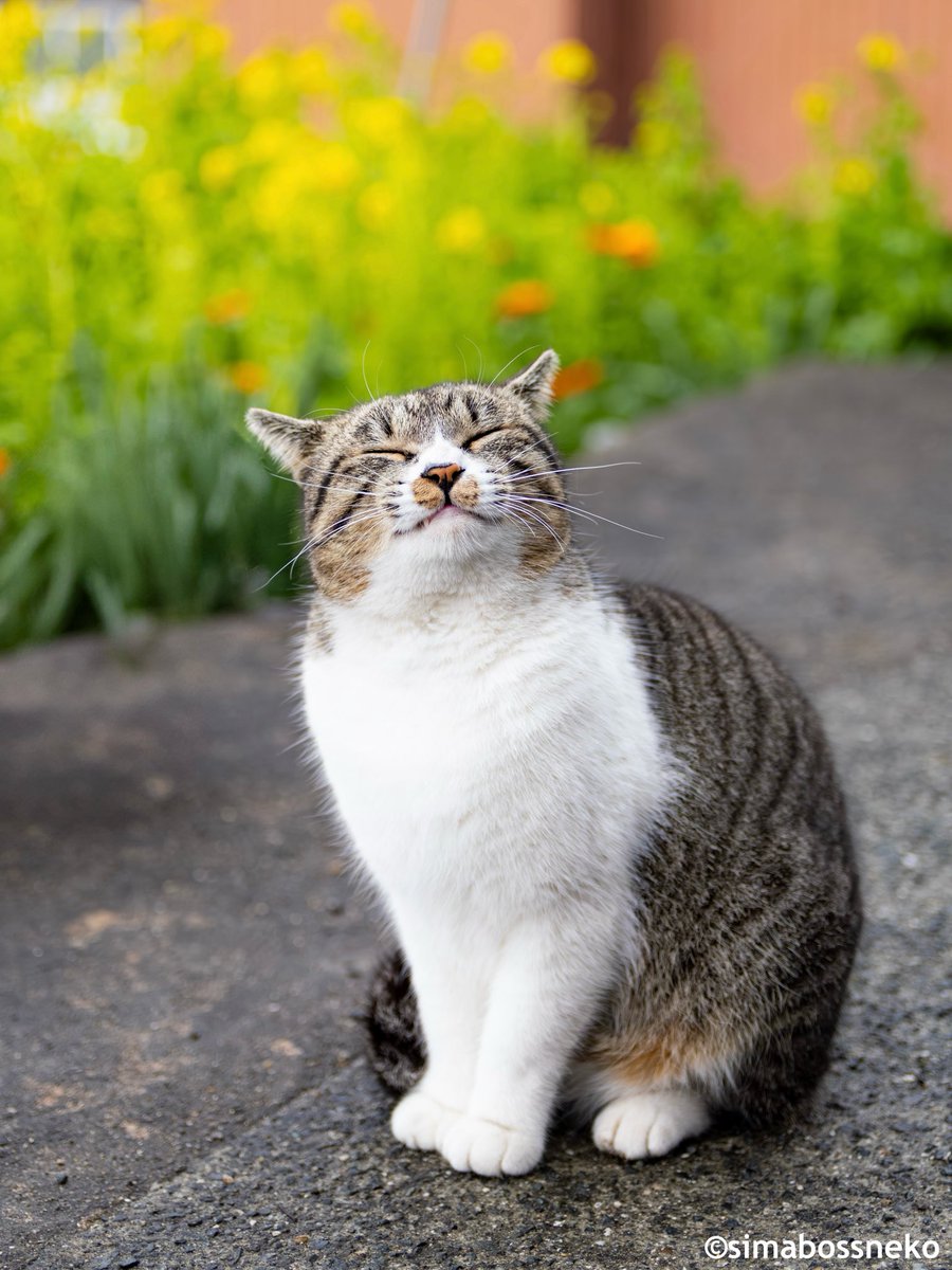 simabossneko 写真集「島にゃんこ」発売中 tweet media