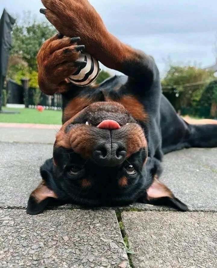 saleemarrrrm's tweet photo. To the lost heroes and part of ones existence I've missed the old big knots from giant zoo.
Link in Bio..
#k9x #knotty #zoomom #doggo #nycdogs #knottygirl #doglovers https://t.co/kRJd9yzpul