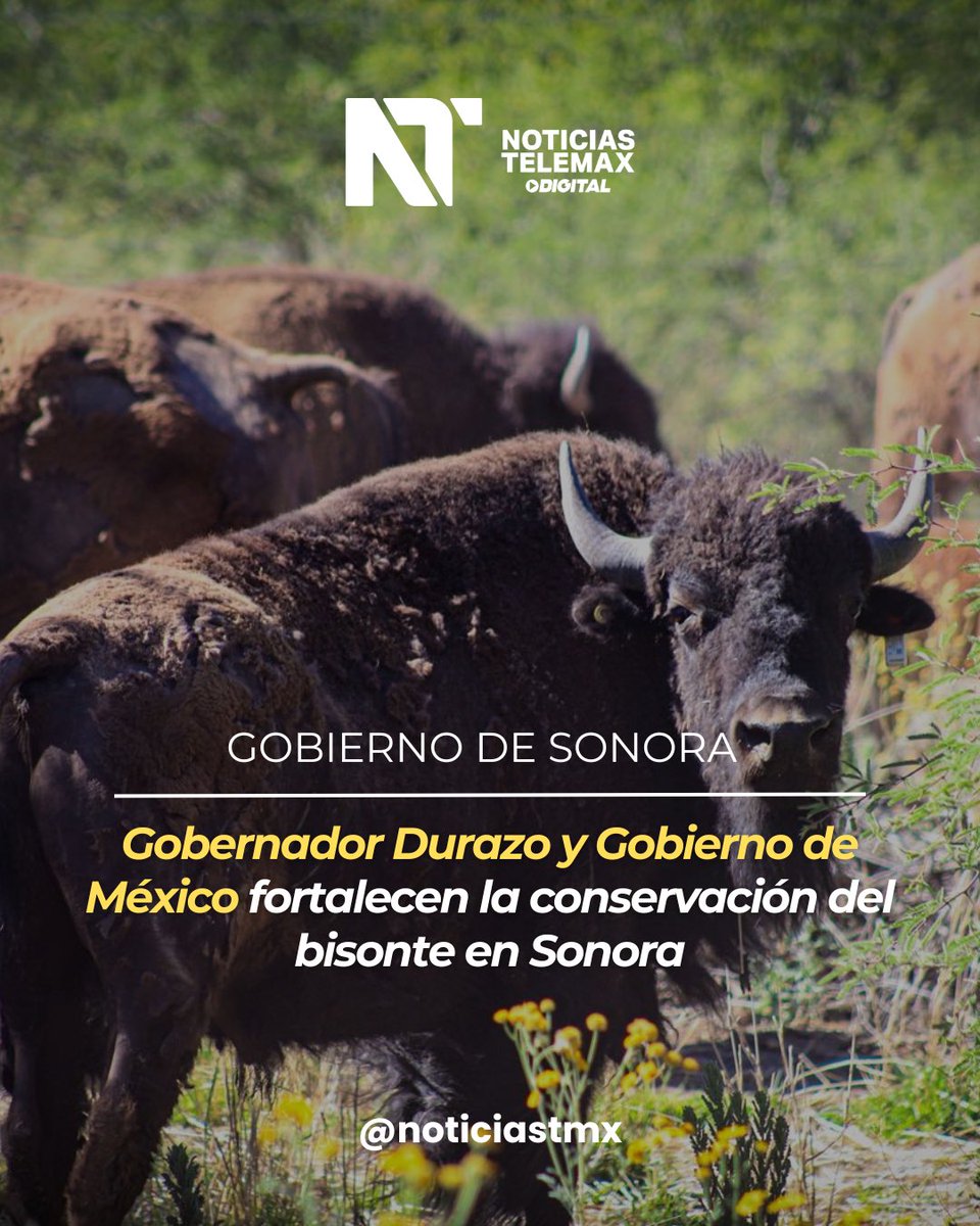 Telemax Sonora tweet media