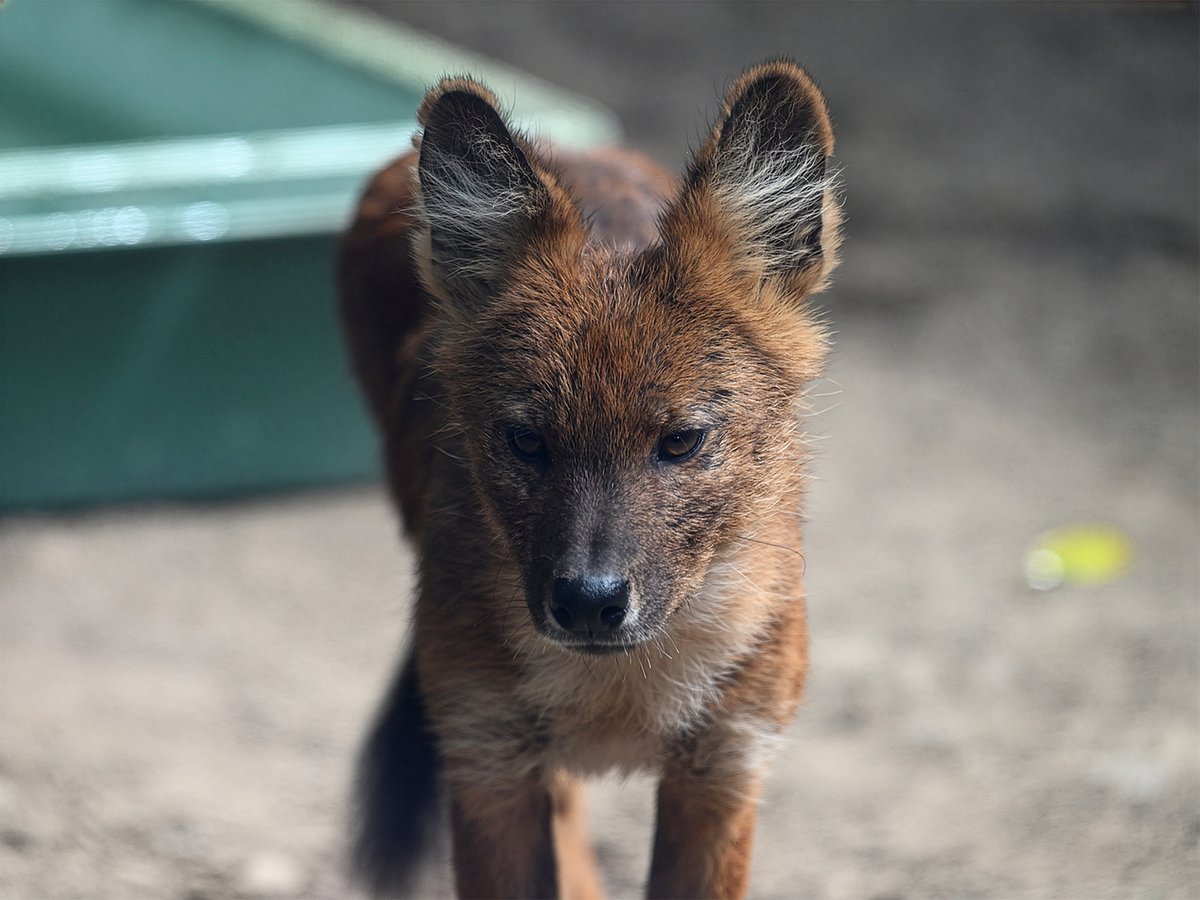 choimatsu_zoo's tweet photo. 「犬だ！」と言われてもしかたがない
(2026.5.15)

#ドール #Dhole #ズーラシア https://t.co/ItrerK5MnJ