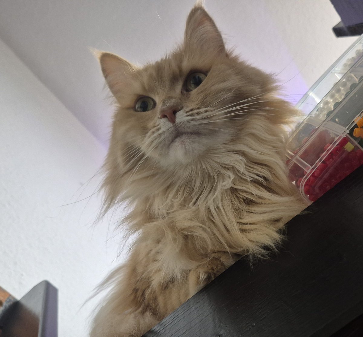 ꒰ Jamie ꒱ 🐾 tweet media