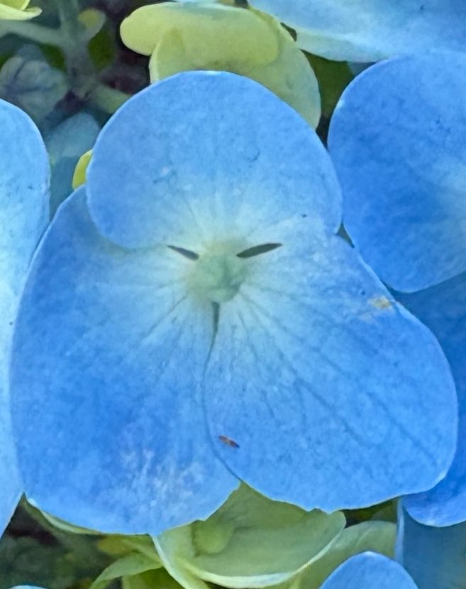早すぎる青い紫陽花 街角花観察｜水道道路・6号通りの公園 今の時期
