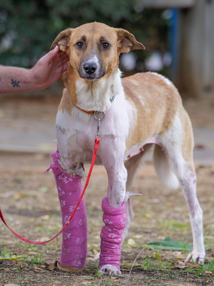 SPCA International tweet media
