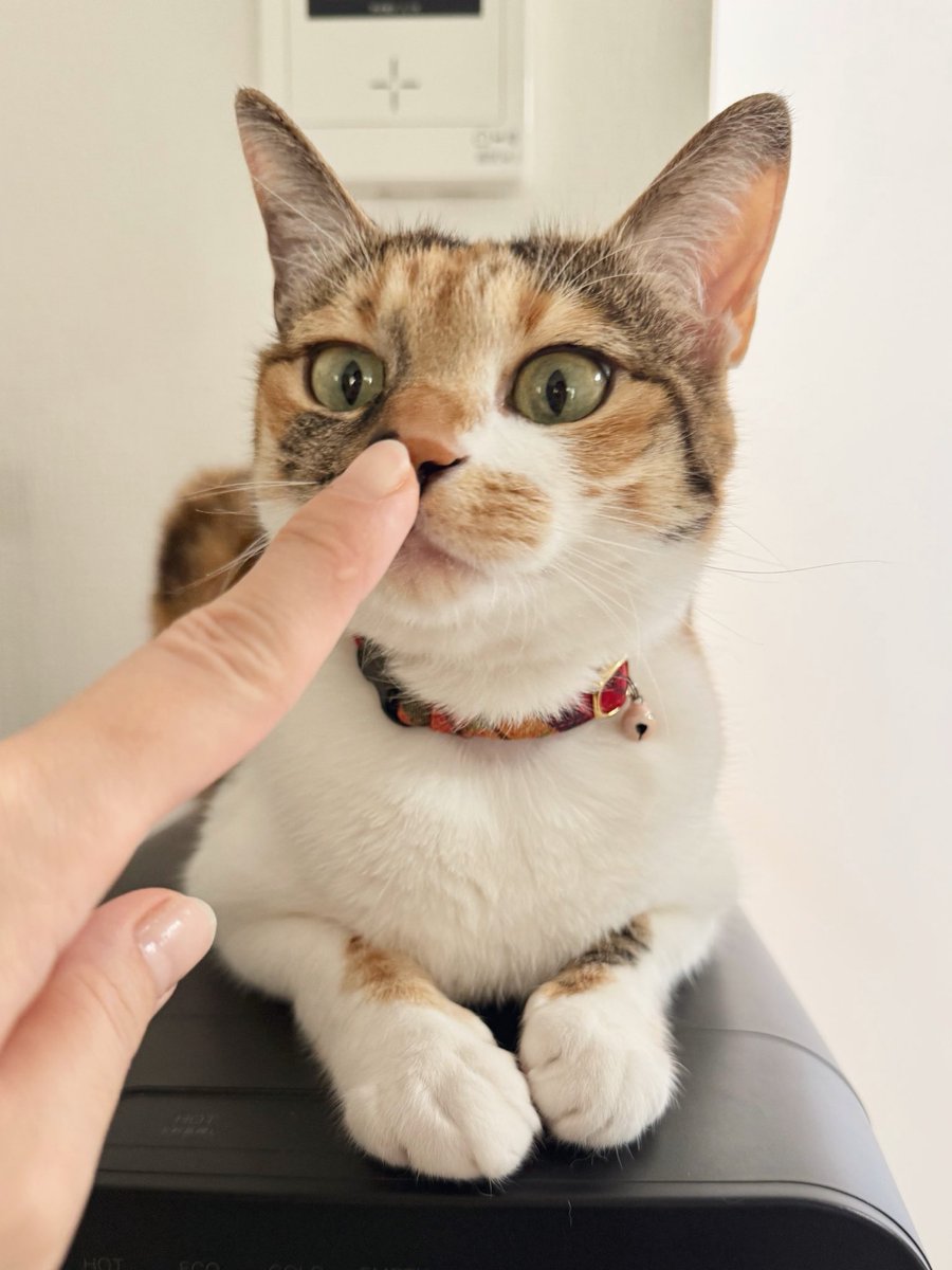 三毛猫こはくの部屋 tweet media
