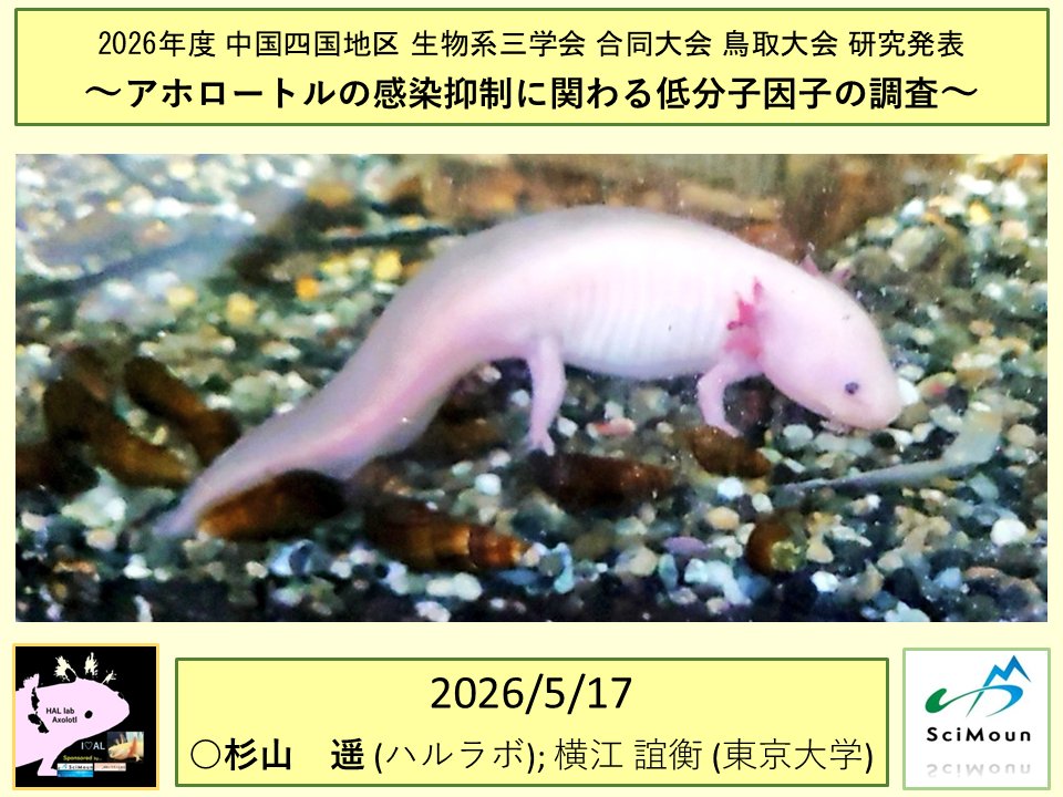 lab_new2's tweet photo. 26/5/16-27　鳥取で開催された学会の発表に行ってきました！
感染症へ対抗できる因子について、可能な限り調べたという内容でした。

他の学会では、三太子さんにも発表をしていただく予定なので、抽選が通るかを楽しみに待機する予定です。

#ウーパールーパー　#両生類 https://t.co/nepX2lyjRt