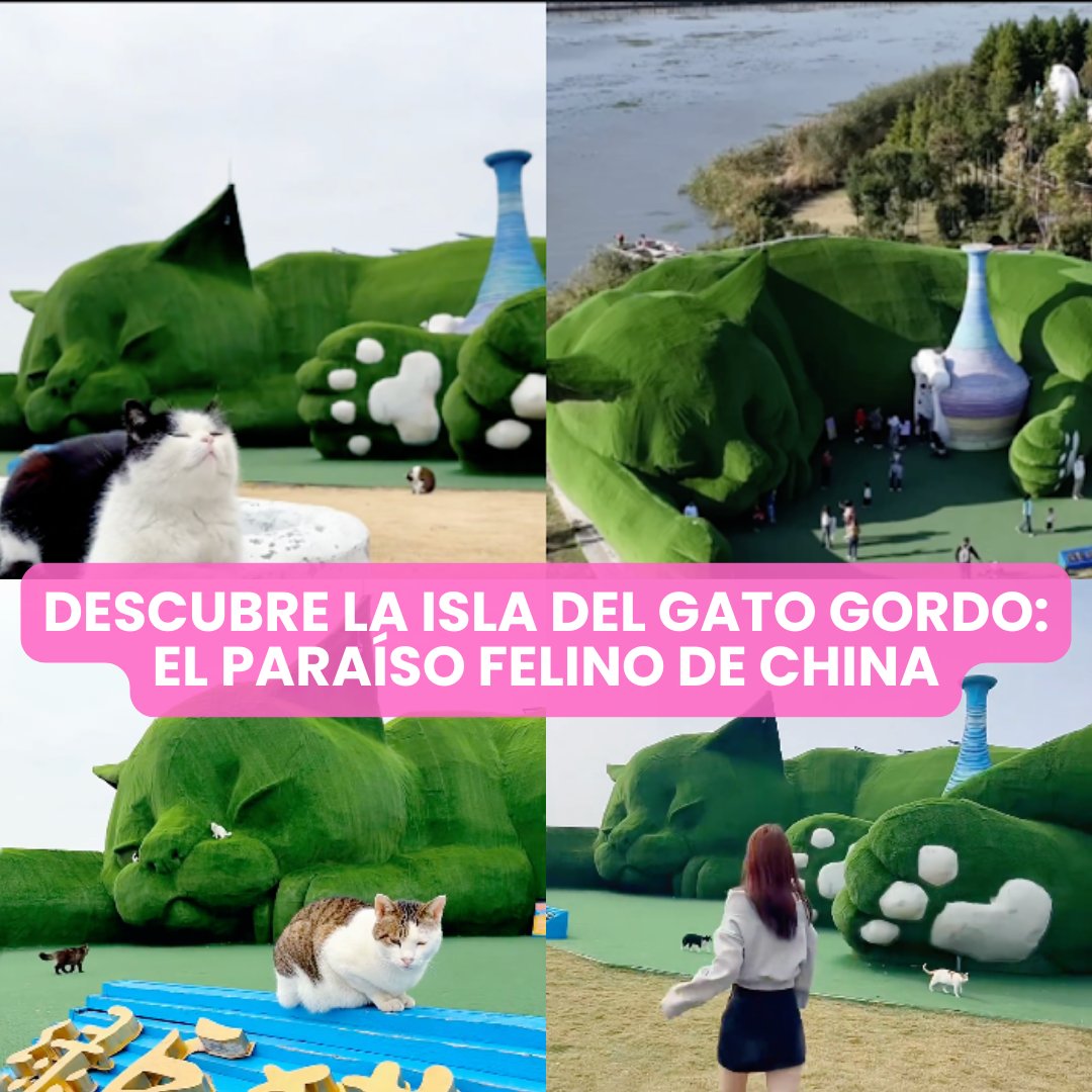 Gatitos y Perritos Chidos tweet media