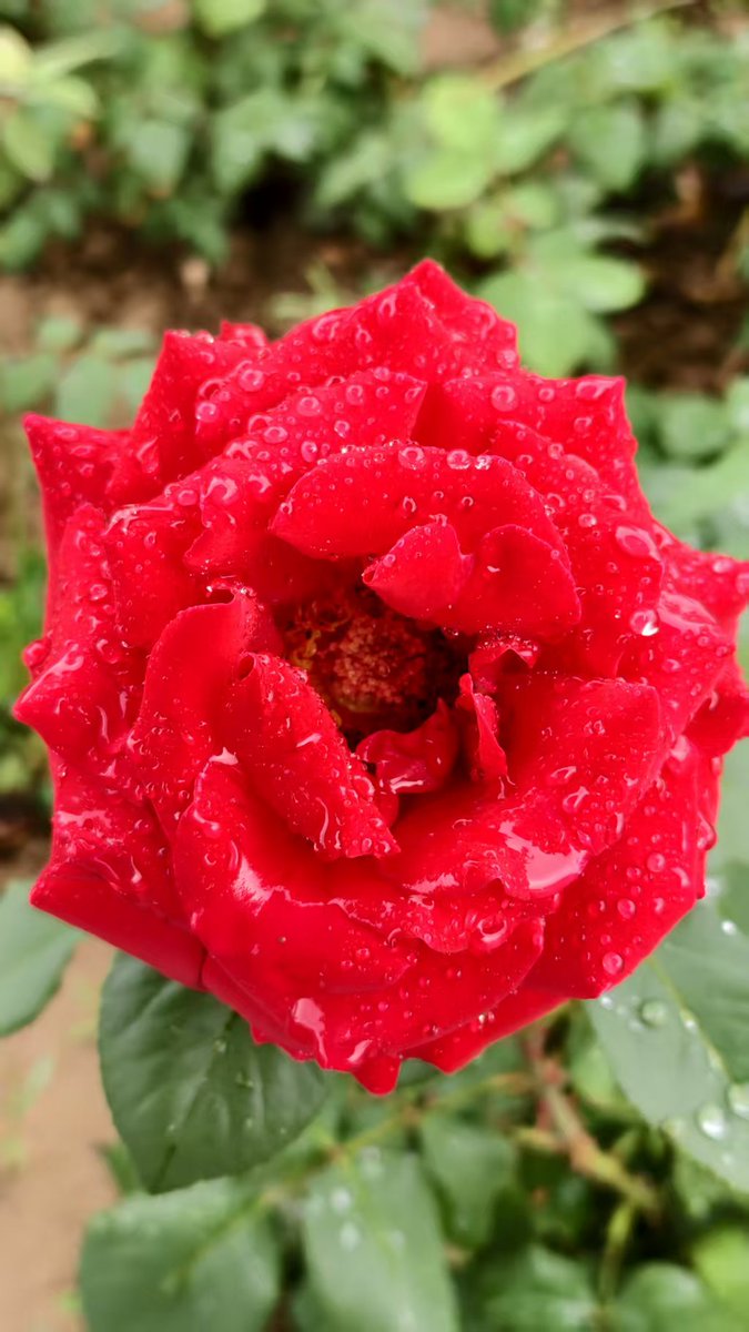zzg131619's tweet photo. 雨中月季更娇艳Rain only makes the Chinese rose more enchanting.#China #Shanxi #Linfen #晋在眼前 https://t.co/NimhgTTVVH