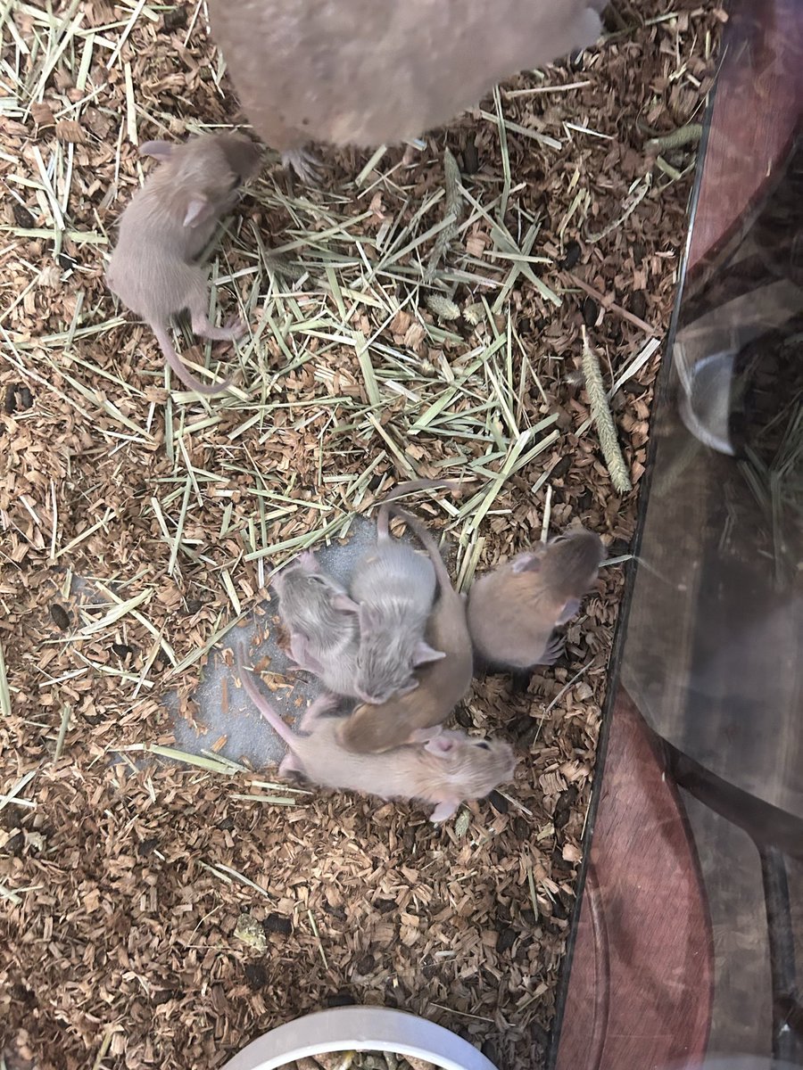 Ricky_sendai's tweet photo. 2026.5.12生まれ デグー赤ちゃん爆誕🐭🍼

まだちっちゃいのに
よちよち動き回るの可愛すぎる…🥺

兄弟でくっついて寝る姿も尊い🤍
毎日すくすく成長中です✨

#デグー #デグーベビー #小動物 #癒し動画 #ペットショップ #赤ちゃん #おすすめ https://t.co/A4AUUiQ2rO