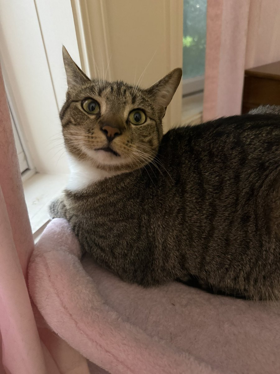 mr. meowser tweet media