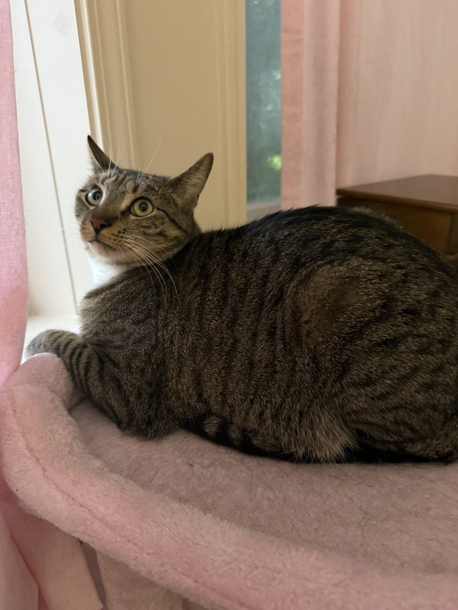 mr. meowser tweet media