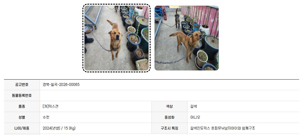 오늘의 강아지 추천 tweet media