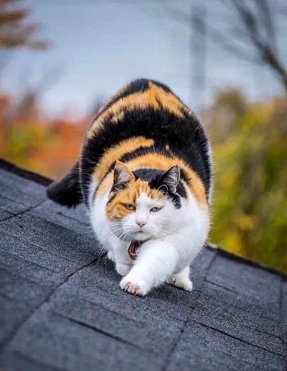 robynconnery1's tweet photo. Good morning beautiful souls. Happy Monday! Have a fresh new start filled with positivity as we dwell in the present moment #mindfulness #meditation #kindness #compassion
#CalicoCat #cat #feline #companion #TherapyCat https://t.co/Q4lbFcAjPB