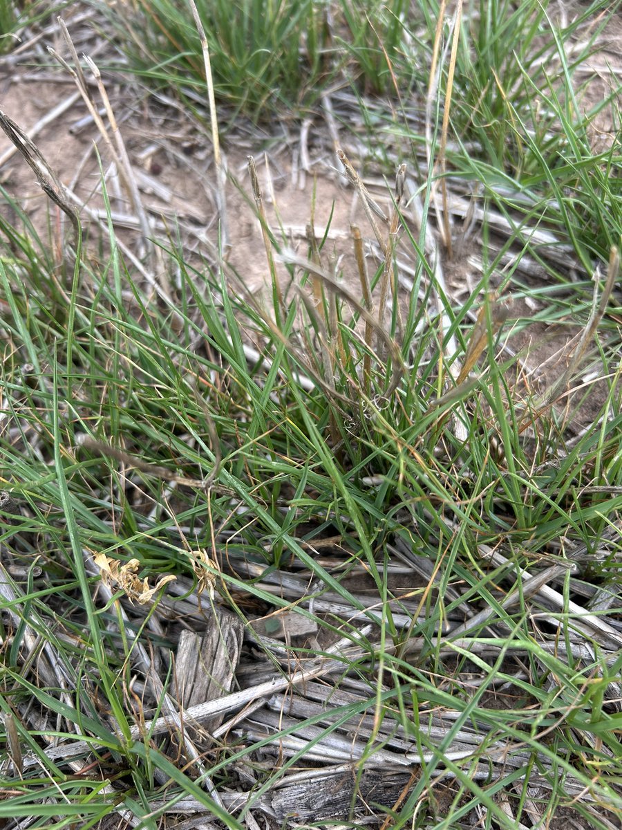 thomas_vearing's tweet photo. Before &amp; After of Glyphosate resistant rye grass at Nhill hit with 1.5L/ha Guerrilla + 0.1L/ha Voraxor + 1% Hasten. Using a Group 14 product assists burn down. Used before cereals only. @Imtrade @BASF  @BASF_Agro_Au @matthew_sparke @PBoutsalis #sparkeag #wimmera #resistance https://t.co/vFWrJT928W