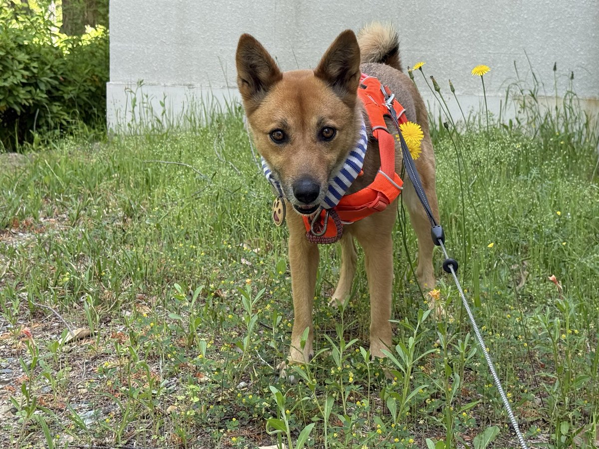 雑種犬いの🐕と愚かなニンゲンたち tweet media