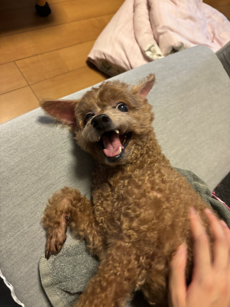 wandapu__'s tweet photo. あのさ、どんな感情なの👈🏻👈🏻👈🏻👈🏻👈🏻

#いぬのいる暮らし #トイプードル https://t.co/PaRypMdLEy