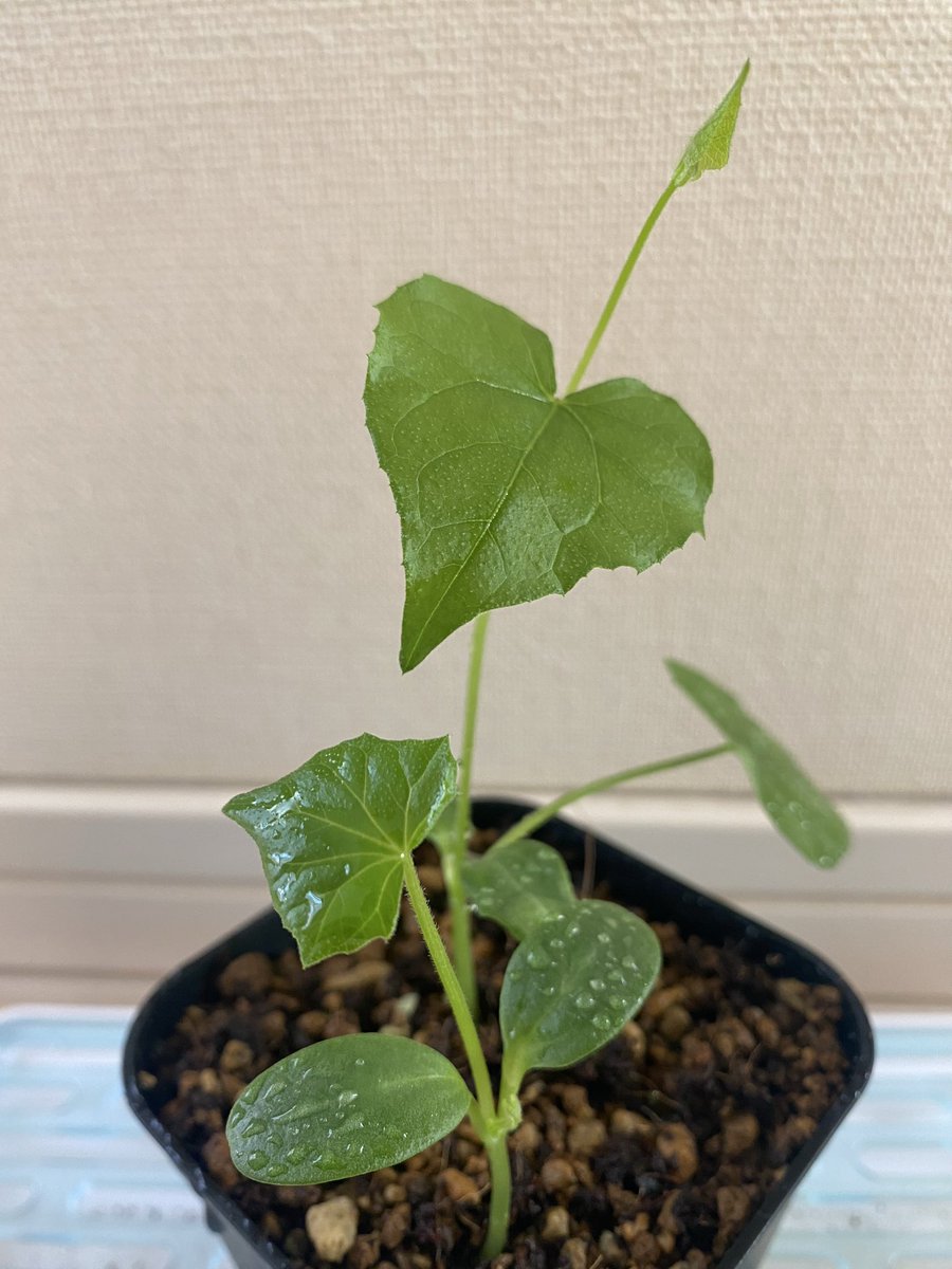 lueltaol's tweet photo. コッキニア トリロバタ
上手く発芽させることが出来ました🌱
ウリ科だからか嫌光性ぽかったです🤔 https://t.co/4QgCrkq9lS