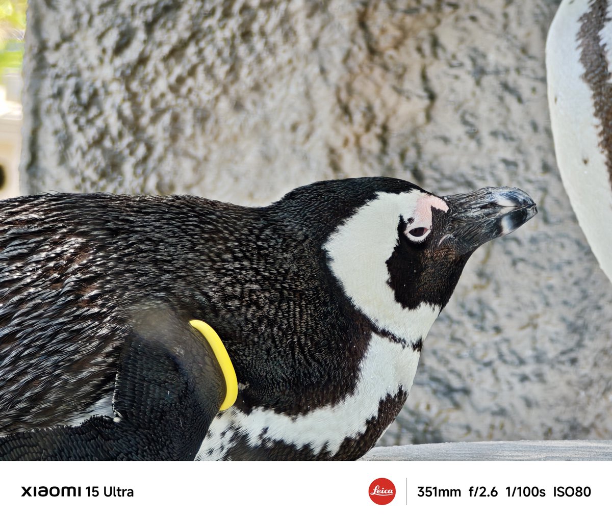 ryo_akj's tweet photo. ペンギンが1番かわいい！
#Xiaomi #Xiaomi15Ultra #上野動物園 https://t.co/Zz61m4ugpU